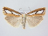  (Catoptria osthelderi - BC ZSM Lep 78922)  @15 [ ] CreativeCommons - Attribution Non-Commercial Share-Alike (2015) Unspecified SNSB, Zoologische Staatssammlung Muenchen