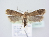  (Pexicopia malvella - BC ZSM Lep 78932)  @15 [ ] Unspecified (default): All Rights Reserved  Unspecified Unspecified