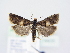  ( - BC ZSM Lep 78935)  @14 [ ] Unspecified (default): All Rights Reserved  Unspecified Unspecified
