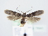  ( - BC ZSM Lep 78941)  @14 [ ] Unspecified (default): All Rights Reserved  Unspecified Unspecified