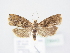  ( - BC ZSM Lep 78943)  @12 [ ] Unspecified (default): All Rights Reserved  Unspecified Unspecified