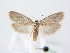  ( - BC ZSM Lep 78946)  @13 [ ] Unspecified (default): All Rights Reserved  Unspecified Unspecified