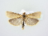  ( - BC ZSM Lep 78976)  @11 [ ] Unspecified (default): All Rights Reserved  Unspecified Unspecified