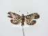  ( - BC ZSM Lep 78977)  @13 [ ] Unspecified (default): All Rights Reserved  Unspecified Unspecified