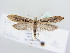  (Rhigognostis incarnatella - BC ZSM Lep 78980)  @14 [ ] Unspecified (default): All Rights Reserved  Unspecified Unspecified