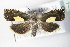  ( - BC ZSM Lep 79010)  @12 [ ] CreativeCommons - Attribution Non-Commercial Share-Alike (2015) Unspecified SNSB, Zoologische Staatssammlung Muenchen