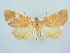  ( - BC ZSM Lep 79011)  @13 [ ] CreativeCommons - Attribution Non-Commercial Share-Alike (2015) Unspecified SNSB, Zoologische Staatssammlung Muenchen