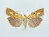  (Catoptria pauperellus - BC ZSM Lep 79018)  @13 [ ] Unspecified (default): All Rights Reserved  Unspecified Unspecified