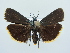  ( - BC ZSM Lep 79019)  @14 [ ] Unspecified (default): All Rights Reserved  Unspecified Unspecified