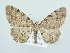  ( - BC ZSM Lep 79036)  @11 [ ] CreativeCommons - Attribution Non-Commercial Share-Alike (2015) Unspecified SNSB, Zoologische Staatssammlung Muenchen