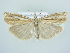  ( - BC ZSM Lep 79040)  @13 [ ] CreativeCommons - Attribution Non-Commercial Share-Alike (2015) Unspecified SNSB, Zoologische Staatssammlung Muenchen