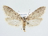  (Semioscopis - BC ZSM Lep 79156)  @15 [ ] CreativeCommons - Attribution Non-Commercial Share-Alike (2015) Unspecified SNSB, Zoologische Staatssammlung Muenchen
