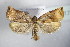  ( - BC ZSM Lep 79178)  @14 [ ] CreativeCommons - Attribution Non-Commercial Share-Alike (2015) Unspecified SNSB, Zoologische Staatssammlung Muenchen