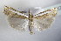  ( - BC ZSM Lep 79232)  @14 [ ] CreativeCommons - Attribution Non-Commercial Share-Alike (2015) Unspecified SNSB, Zoologische Staatssammlung Muenchen