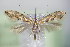  ( - BC ZSM Lep 79354)  @13 [ ] Unspecified (default): All Rights Reserved  Unspecified Unspecified