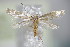  ( - BC ZSM Lep 79356)  @13 [ ] Unspecified (default): All Rights Reserved  Unspecified Unspecified
