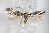  ( - BC ZSM Lep 79396)  @13 [ ] Unspecified (default): All Rights Reserved  Unspecified Unspecified