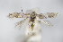  ( - BC ZSM Lep 79402)  @13 [ ] Unspecified (default): All Rights Reserved  Unspecified Unspecified