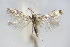  ( - BC ZSM Lep 79403)  @12 [ ] Unspecified (default): All Rights Reserved  Unspecified Unspecified