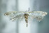  ( - BC ZSM Lep 79455)  @13 [ ] Unspecified (default): All Rights Reserved  Unspecified Unspecified
