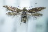  (Scythris picaepennis - BC ZSM Lep 79478)  @14 [ ] Unspecified (default): All Rights Reserved  Unspecified Unspecified