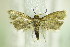  ( - BC ZSM Lep 79566)  @13 [ ] CreativeCommons - Attribution Non-Commercial Share-Alike (2015) Unspecified SNSB, Zoologische Staatssammlung Muenchen