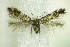  ( - BC ZSM Lep 79578)  @14 [ ] CreativeCommons - Attribution Non-Commercial Share-Alike (2015) Unspecified SNSB, Zoologische Staatssammlung Muenchen