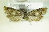  ( - BC ZSM Lep 79605)  @13 [ ] CreativeCommons - Attribution Non-Commercial Share-Alike (2015) Unspecified SNSB, Zoologische Staatssammlung Muenchen