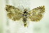  ( - BC ZSM Lep 79610)  @13 [ ] CreativeCommons - Attribution Non-Commercial Share-Alike (2015) Unspecified SNSB, Zoologische Staatssammlung Muenchen