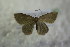  ( - BC ZSM Lep 77212)  @12 [ ] Unspecified (default): All Rights Reserved  Unspecified Unspecified