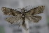  ( - BC ZSM Lep 77265)  @12 [ ] Unspecified (default): All Rights Reserved  Unspecified Unspecified