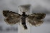  ( - BC ZSM Lep 77302)  @13 [ ] Unspecified (default): All Rights Reserved  Unspecified Unspecified