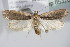  ( - BC ZSM Lep 85326)  @13 [ ] CreativeCommons - Attribution Non-Commercial Share-Alike (2015) Unspecified SNSB, Zoologische Staatssammlung Muenchen