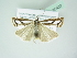  ( - BC ZSM Lep 85407)  @12 [ ] Unspecified (default): All Rights Reserved  Unspecified Unspecified