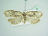  ( - BC ZSM Lep 85408)  @12 [ ] Unspecified (default): All Rights Reserved  Unspecified Unspecified
