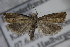 ( - BC ZSM Lep 85451)  @13 [ ] Unspecified (default): All Rights Reserved  Unspecified Unspecified