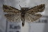  ( - BC ZSM Lep 85453)  @13 [ ] Unspecified (default): All Rights Reserved  Unspecified Unspecified