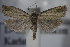  ( - BC ZSM Lep 85457)  @12 [ ] Unspecified (default): All Rights Reserved  Unspecified Unspecified