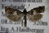  ( - BC ZSM Lep 85461)  @12 [ ] Unspecified (default): All Rights Reserved  Unspecified Unspecified