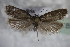  ( - BC ZSM Lep 85475)  @12 [ ] CreativeCommons - Attribution Non-Commercial Share-Alike (2015) Unspecified SNSB, Zoologische Staatssammlung Muenchen