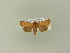  ( - BC ZSM Lep 85557)  @12 [ ] Unspecified (default): All Rights Reserved  Unspecified Unspecified