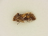  ( - BC ZSM Lep 85561)  @12 [ ] CreativeCommons - Attribution Non-Commercial Share-Alike (2015) Unspecified SNSB, Zoologische Staatssammlung Muenchen