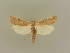  (Thopeutis galleriellus - BC ZSM Lep 85594)  @13 [ ] CreativeCommons - Attribution Non-Commercial Share-Alike (2015) Unspecified SNSB, Zoologische Staatssammlung Muenchen