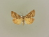  (Pyrausta limbopunctalis - BC ZSM Lep 85599)  @14 [ ] CreativeCommons - Attribution Non-Commercial Share-Alike (2015) Unspecified SNSB, Zoologische Staatssammlung Muenchen