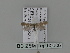  ( - BC ZSM Lep 85606)  @12 [ ] CreativeCommons - Attribution Non-Commercial Share-Alike (2015) Unspecified SNSB, Zoologische Staatssammlung Muenchen