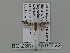  ( - BC ZSM Lep 85622)  @11 [ ] CreativeCommons - Attribution Non-Commercial Share-Alike (2015) Unspecified SNSB, Zoologische Staatssammlung Muenchen