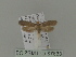  ( - BC ZSM Lep 87633)  @13 [ ] CreativeCommons - Attribution Non-Commercial Share-Alike (2015) Unspecified SNSB, Zoologische Staatssammlung Muenchen