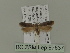  ( - BC ZSM Lep 87637)  @12 [ ] CreativeCommons - Attribution Non-Commercial Share-Alike (2015) Unspecified SNSB, Zoologische Staatssammlung Muenchen