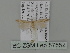  ( - BC ZSM Lep 87652)  @13 [ ] CreativeCommons - Attribution Non-Commercial Share-Alike (2015) Unspecified SNSB, Zoologische Staatssammlung Muenchen