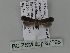  ( - BC ZSM Lep 87695)  @12 [ ] CreativeCommons - Attribution Non-Commercial Share-Alike (2015) Unspecified SNSB, Zoologische Staatssammlung Muenchen